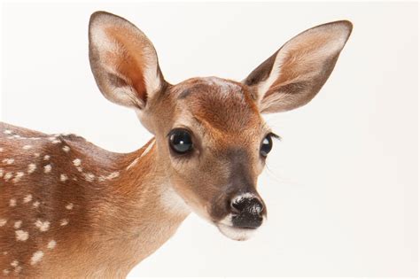 Mule Deer Gestation Period