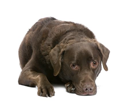 What Are The Signs Of Mites In Dogs