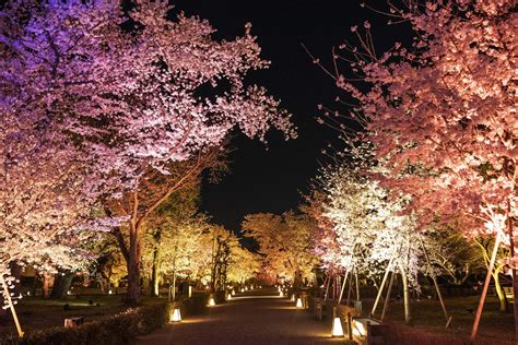 [Cherry Blossoms x Japanese Traditional Culture] “NAKED FLOWERS 2023