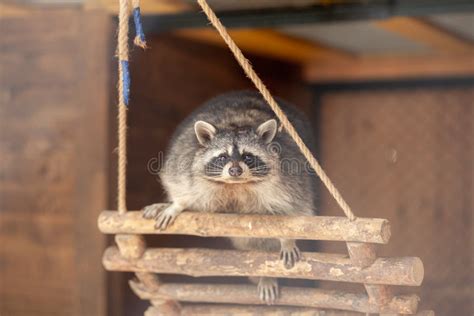 Raccoons Care Stock Photos - Free & Royalty-Free Stock Photos from ...