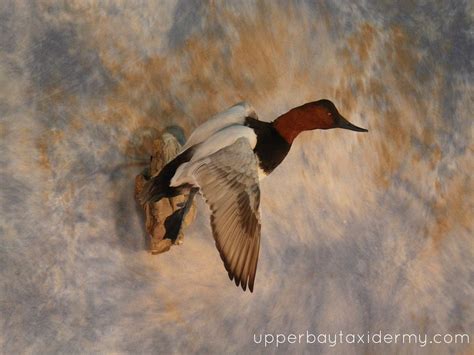 canvasback duck mounts