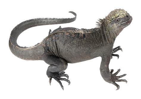 Marine Iguana (Amblyrhynchus cristatus) | Tropical Herping
