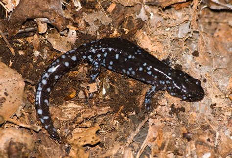 Blue-spotted Salamander | Vermont Reptile and Amphibian Atlas