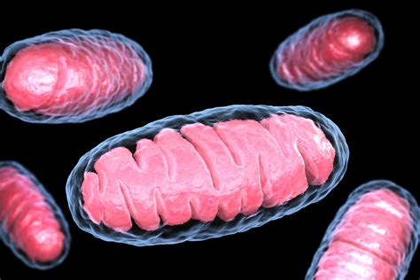 Mitochondrial Genetic Variants Inherited from Mother Can Influence ...
