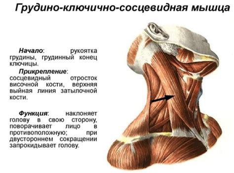 Что такое кривошея у новорожденного ребенка и детей до года: признаки ...