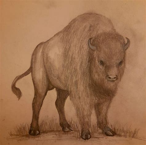 BISON SKETCH 20221207 220021 by Monstrum10 on DeviantArt