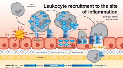 Cardiac leukocyte recruitment to inflammation site