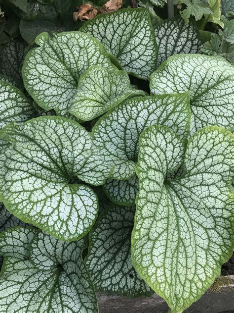 Brunnera macrophylla 'Silver Star'® - Denis Plants