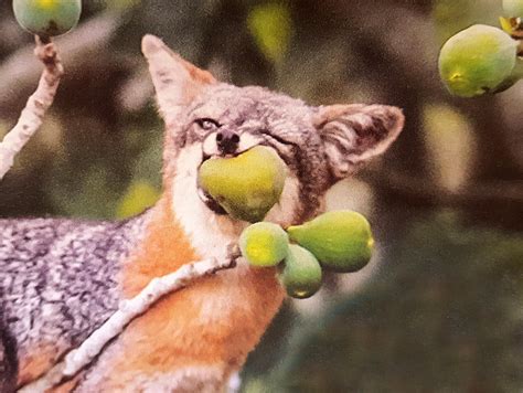 Gray Fox Eating A Burger