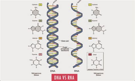 Perbedaan DNA dan RNA : Peranannya - Ilmu Pertanian