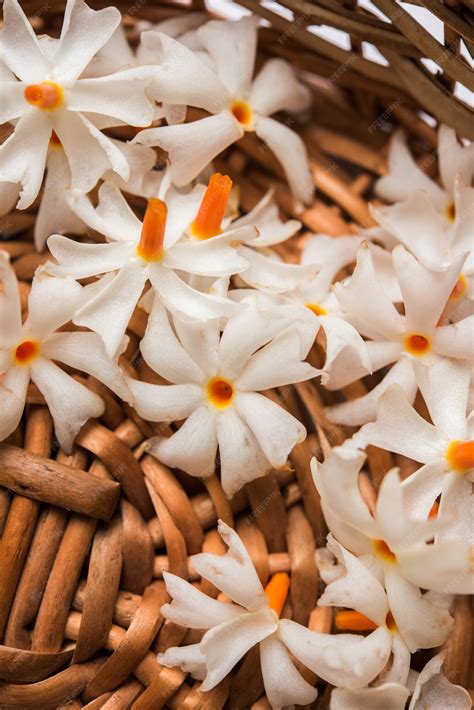 Parijat Flower Hd Wallpaper - Home Alqu