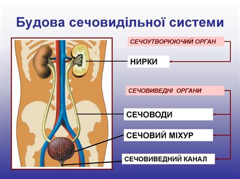 Сечовидільна система - презентация онлайн