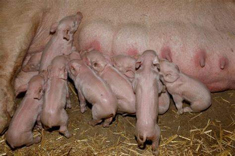 Sow gave birth to 41 piglets in a record litter in Santa Catarina