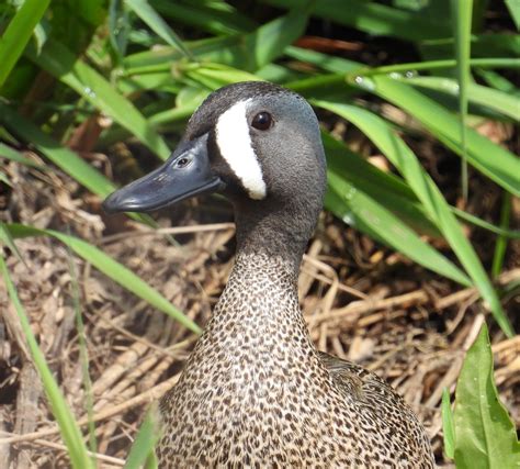 Claire - Blue Winged Teal Duck, Ridgefield Wildlife Refuge, Washington