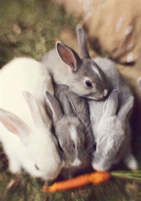757 best Sooooooooo Cute! (Bunnies) images on Pinterest | Bunnies ...