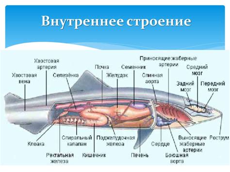 Акулы. Характерные черты - презентация онлайн
