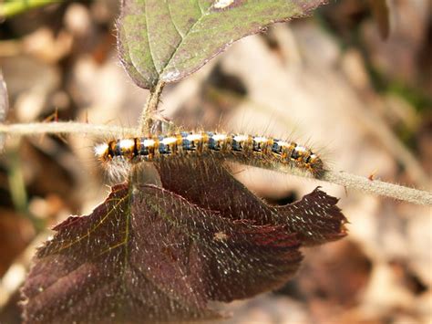 Chenille