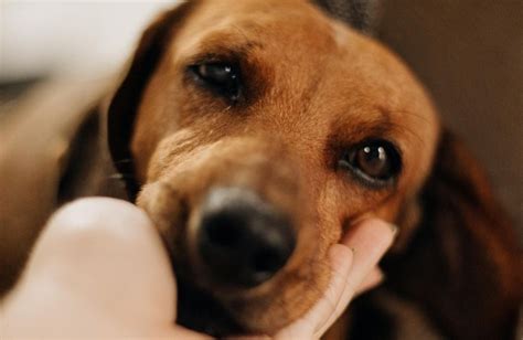 amour inconditionnel chien archives gabriel tellier