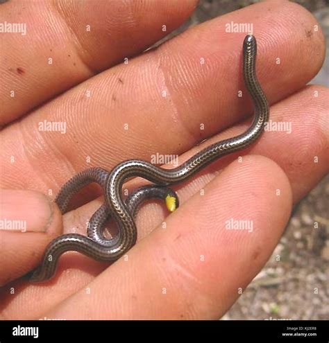 Small snake hi-res stock photography and images - Alamy