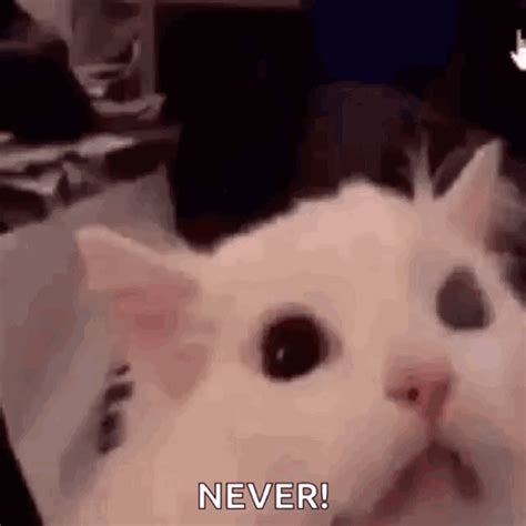 Screaming Cat Meme GIFs | GIFDB.com