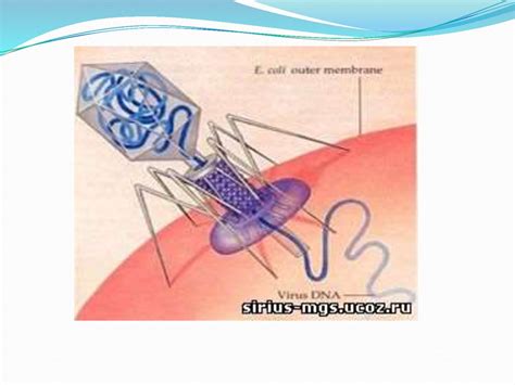 Бактериофаг құрылысы және маңызы - презентация онлайн