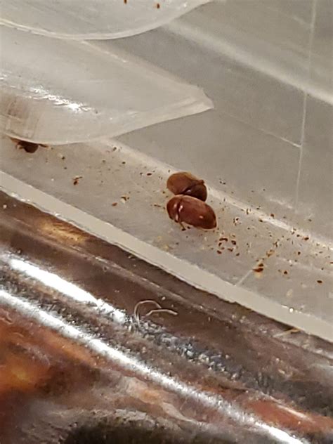 Media of Tobacco Beetle - Maryland Biodiversity Project