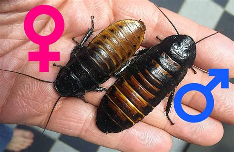 How To Breed Madagascar Hissing Cockroaches | Medium