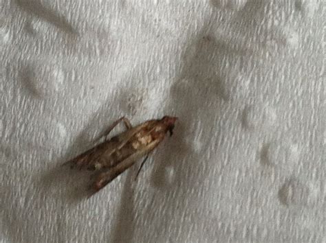 How to Get Rid of Pantry Moths in Your House for Good - Dengarden