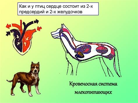 Хордовые. Особенности строения. Классификация хордовых - презентация онлайн