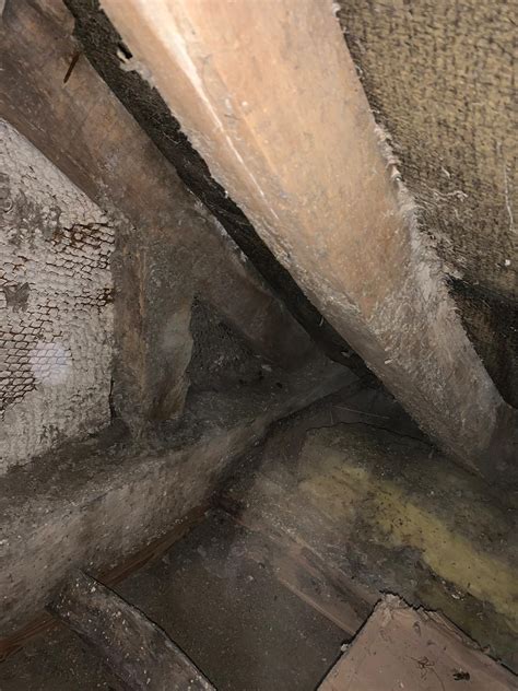 Removing Old wasps nest in Norwich