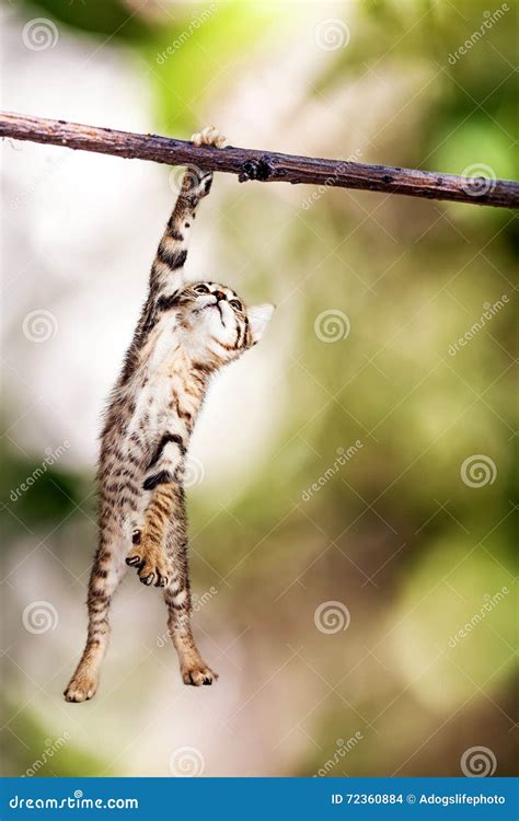 Hanging Tree Roots In Forest Royalty-Free Stock Photo | CartoonDealer ...