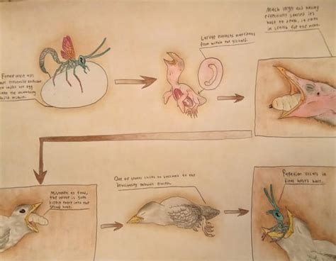 If cetaceans were to go extinct in the near future, what other animals ...