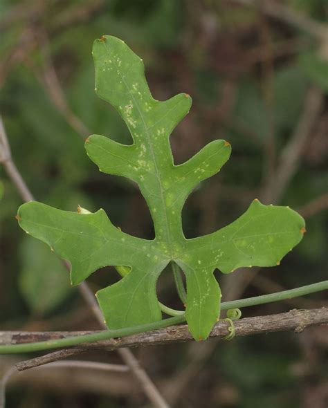 Coccinia grandis (L.) Voigt | Plants of the World Online | Kew Science