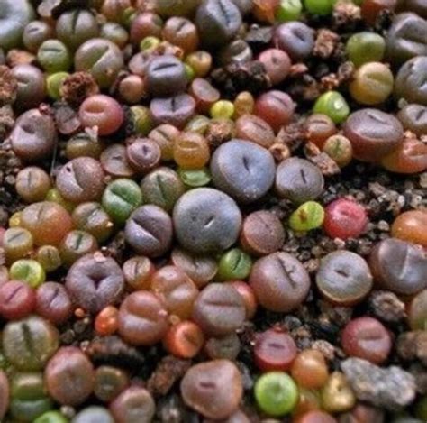 Rare Lithops MIX Succurent Cactus Exotic Living Stones Desert - Etsy