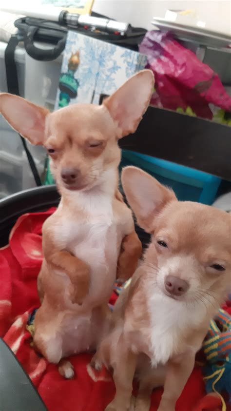 Very sassy dogs : MadeMeSmile