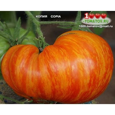 Томат КОПИЯ COPIA