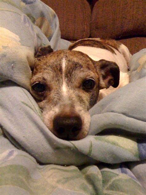 Izzy - Contest Entry #6422 - Modern Dog Magazine