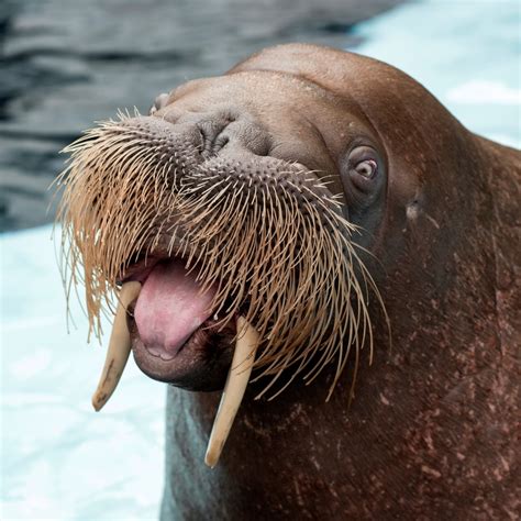 Rolling Into the Weekend Like: Meet Our Walruses! - Zoo Guide