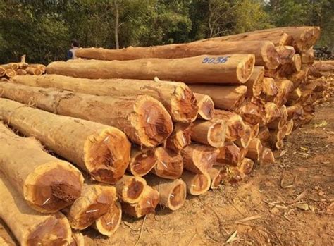 Sal Wood Timber at ₹ 1800/cubic feet | Sal Wood in Perumbavoor | ID ...