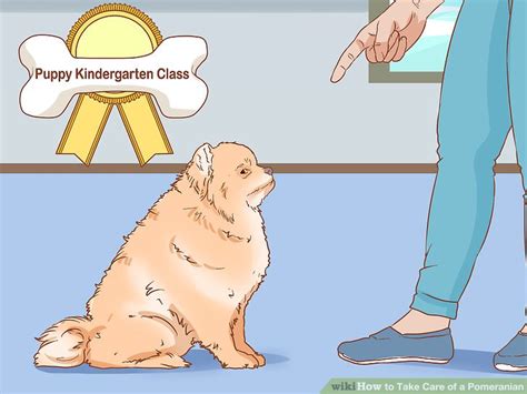how to take care of a pomeranian