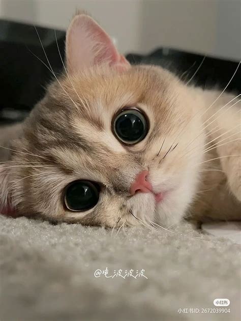 100 Ragdoll Cat Photos | Cute cats, Ragdoll cat, Pretty cats