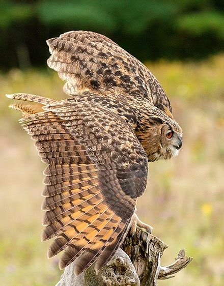 long eared owl wikipedia