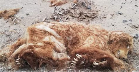 Мазаалай баавгайн үхсэн шалтгааныг тодруулахаар БОАЖЯ-наас ажлын хэсэг ...