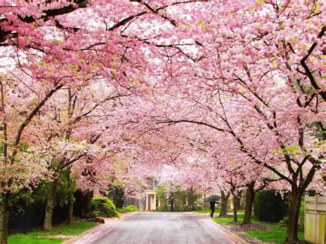 Shillong is gearing up for Cherry Blossom Festival 2023 - Travel and ...