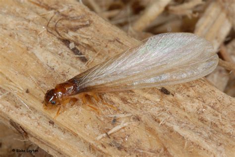 Are These Termites or Ants? | Mississippi State University Extension ...