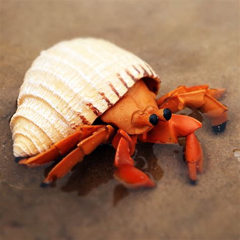 Pet Hermit Crab Shells