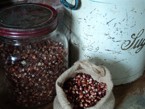 flint corn  milkweed coming