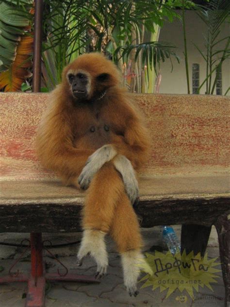 24_funny-monkey-1152_WHG