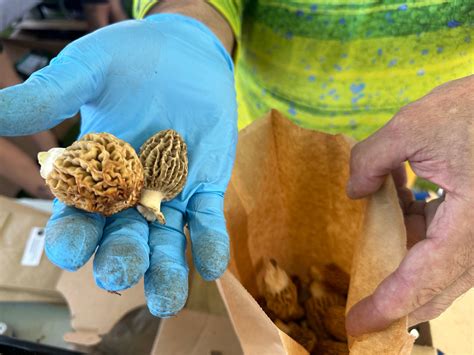 What to know: Michigan's morel mushroom hunting season starts soon