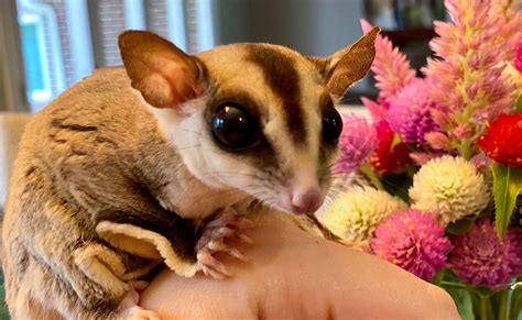 how to take care of a sugar glider